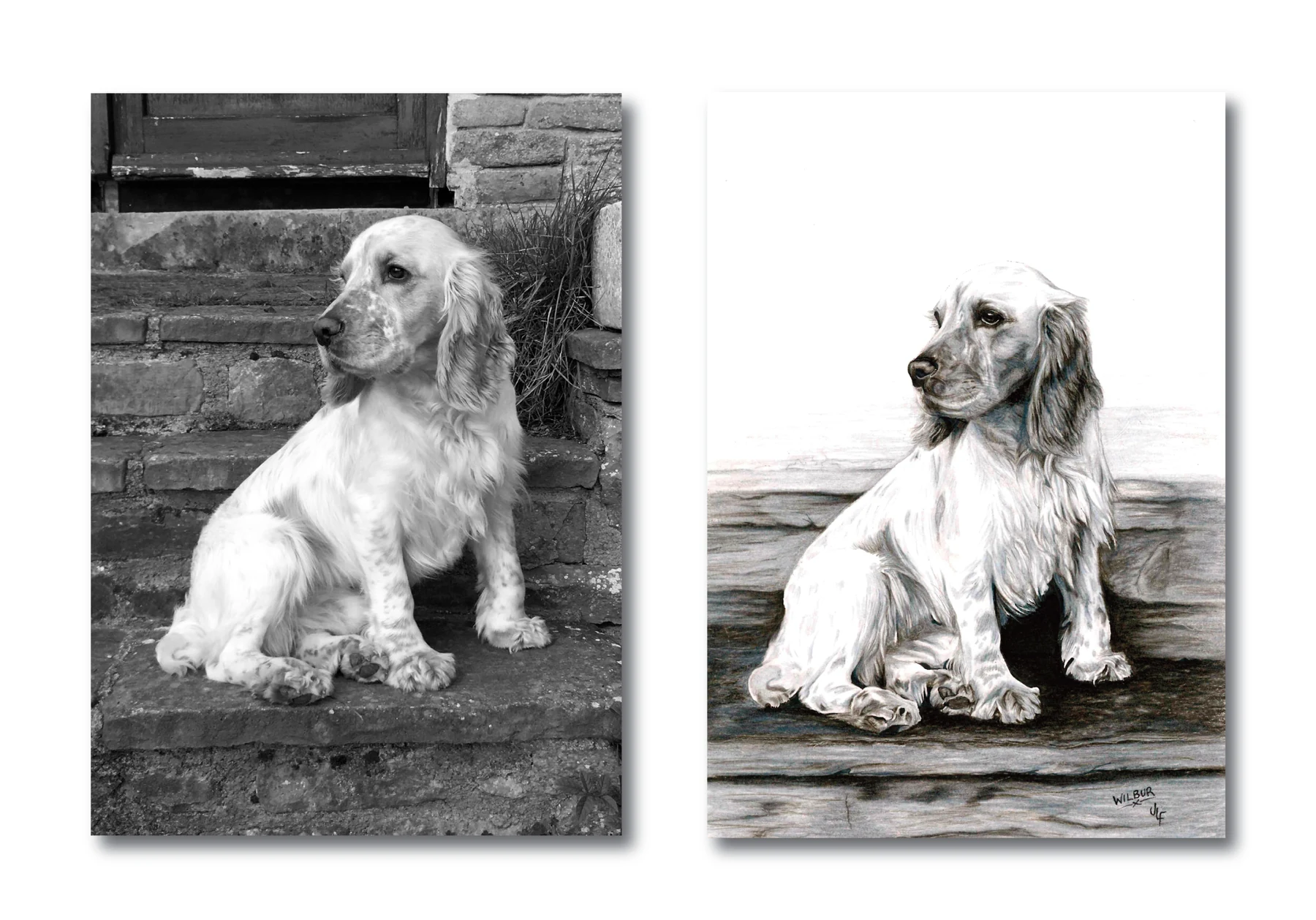 Pet portrait gallery image for Wilbur by Jamie Lee Francis