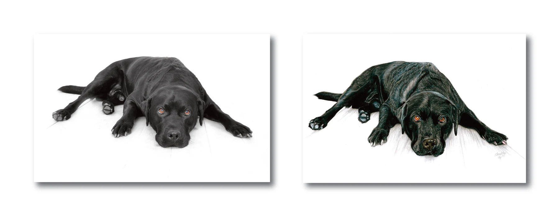 Pet portrait gallery image for Shankley by Jamie Lee Francis