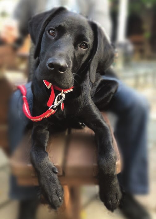 George, Jamie Lee Francis' black Labrador, wearing a red collar