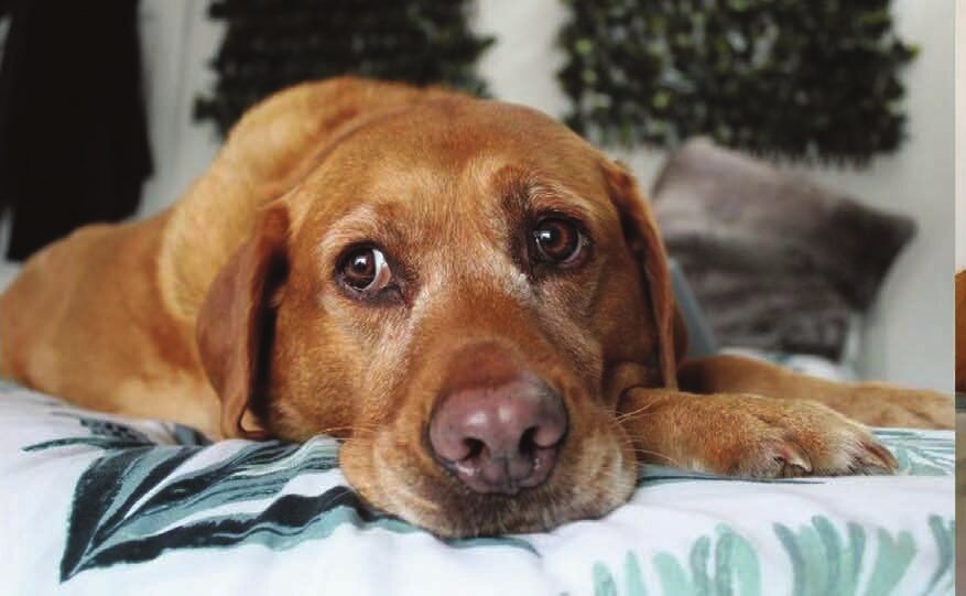 Jamie's supplied photograph of Roxy