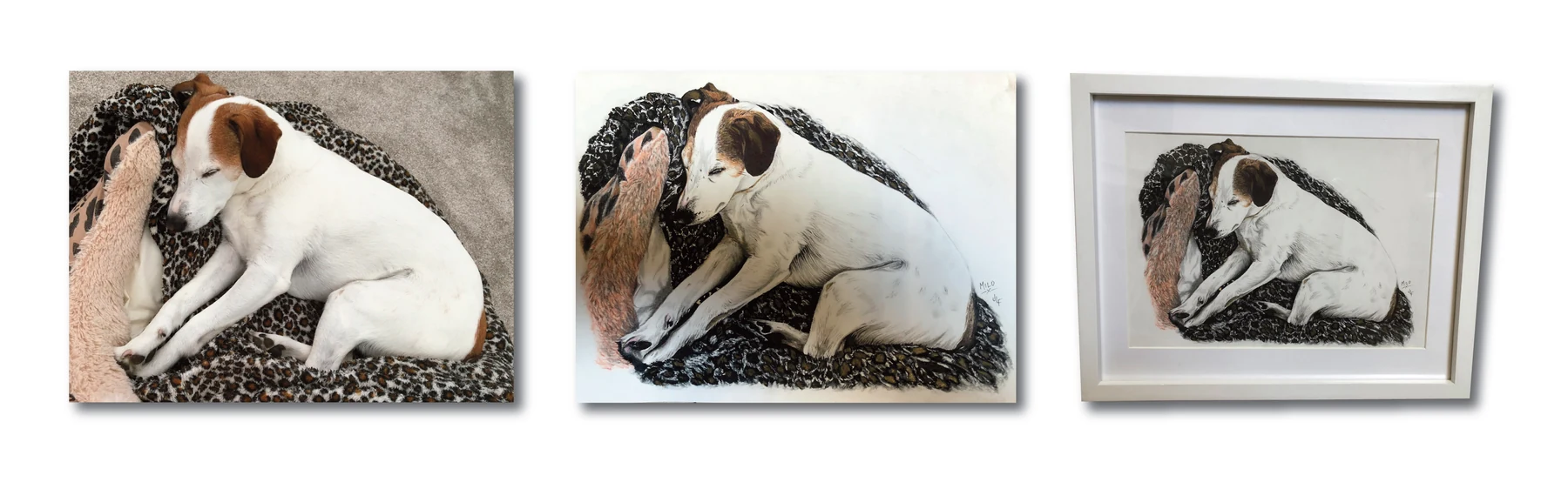 Pet portrait gallery image for Milo — Later Years by Jamie Lee Francis