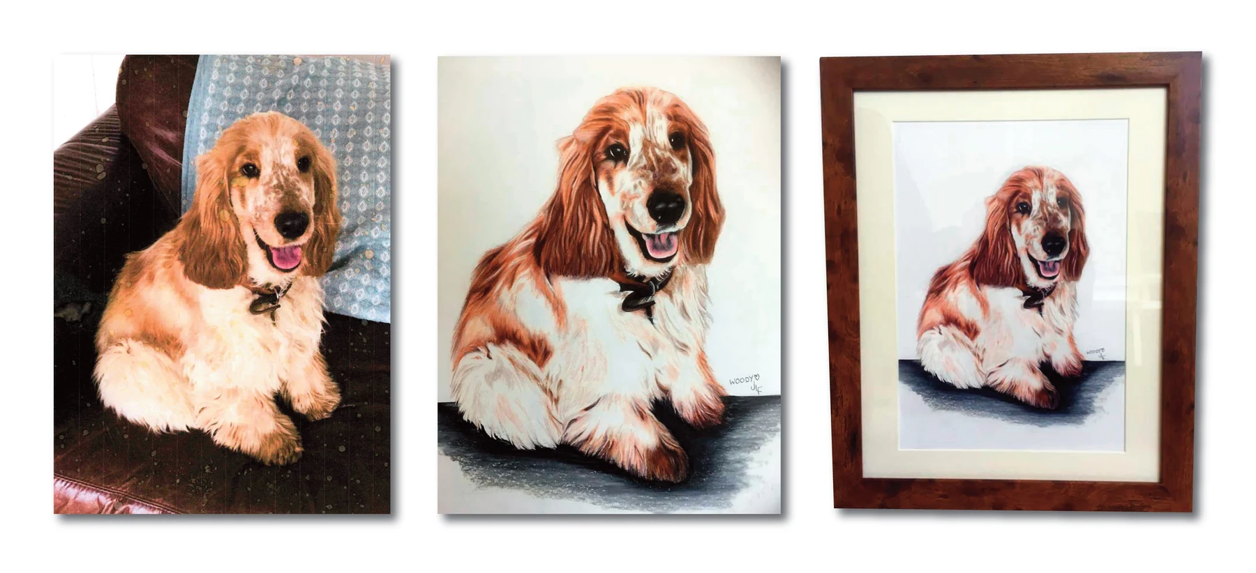 Pet portrait gallery image for Woody by Jamie Lee Francis