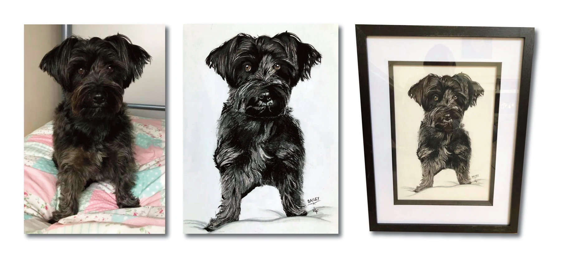 Pet portrait gallery image for Bailey by Jamie Lee Francis