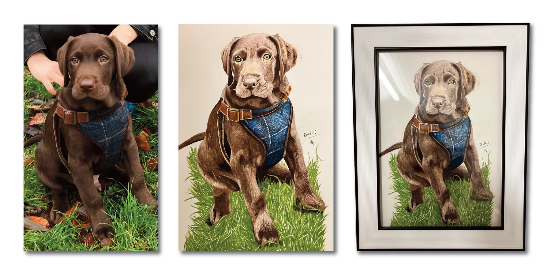 Pet portrait gallery image for Ralphie by Jamie Lee Francis