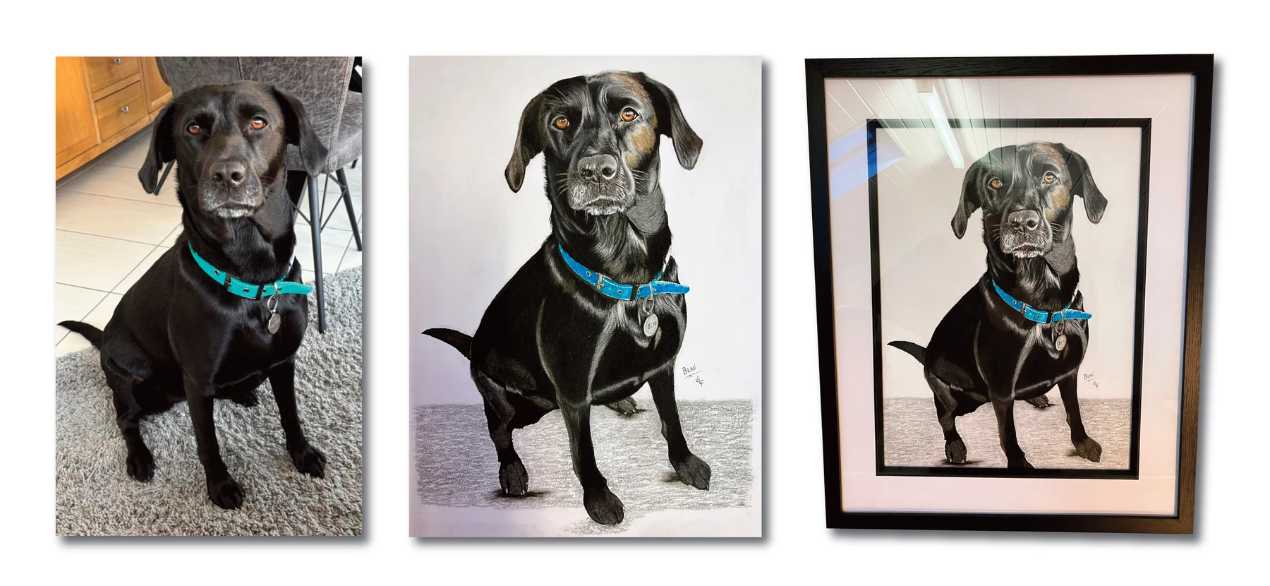 Pet portrait gallery image for Beau by Jamie Lee Francis