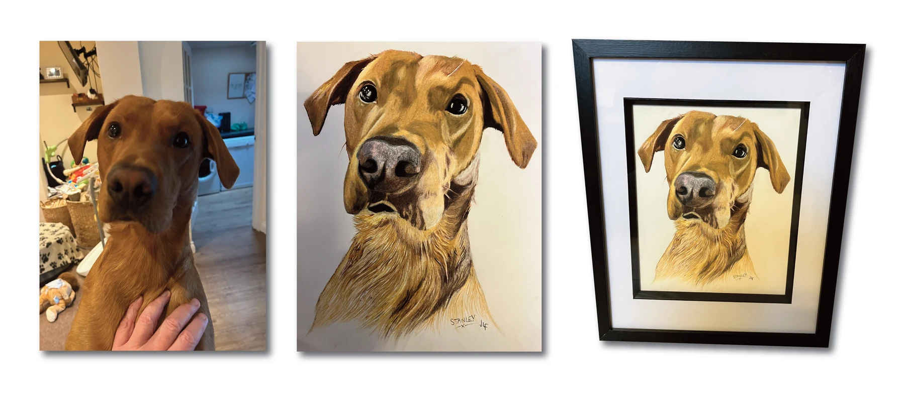 Pet portrait gallery image for Stanley by Jamie Lee Francis