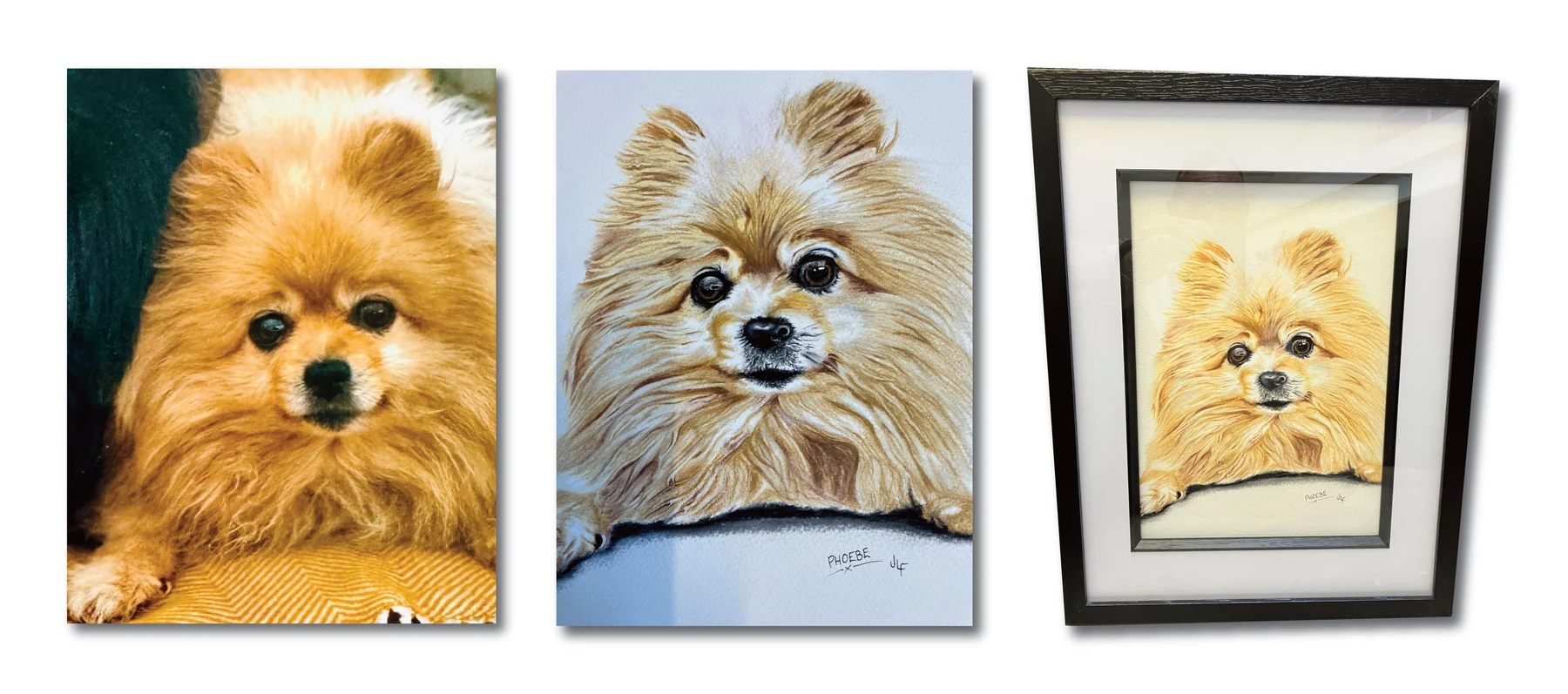 Pet portrait gallery image for Phoebe by Jamie Lee Francis