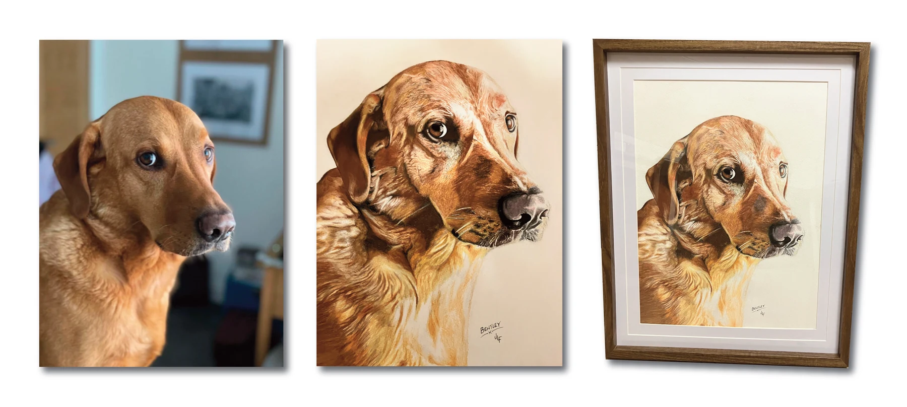 Pet portrait gallery image for Bentley by Jamie Lee Francis
