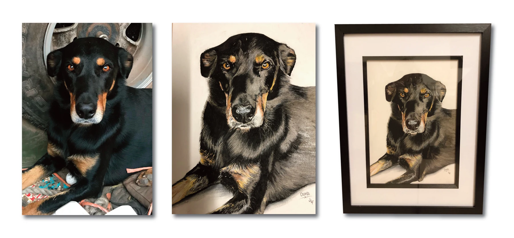 Pet portrait gallery image for Duke by Jamie Lee Francis