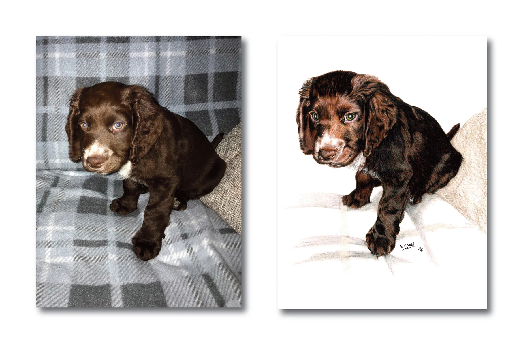 Pet portrait gallery image for Wilson by Jamie Lee Francis