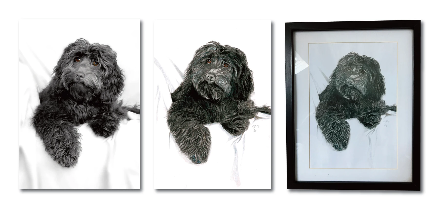 Pet portrait gallery image for Ted by Jamie Lee Francis