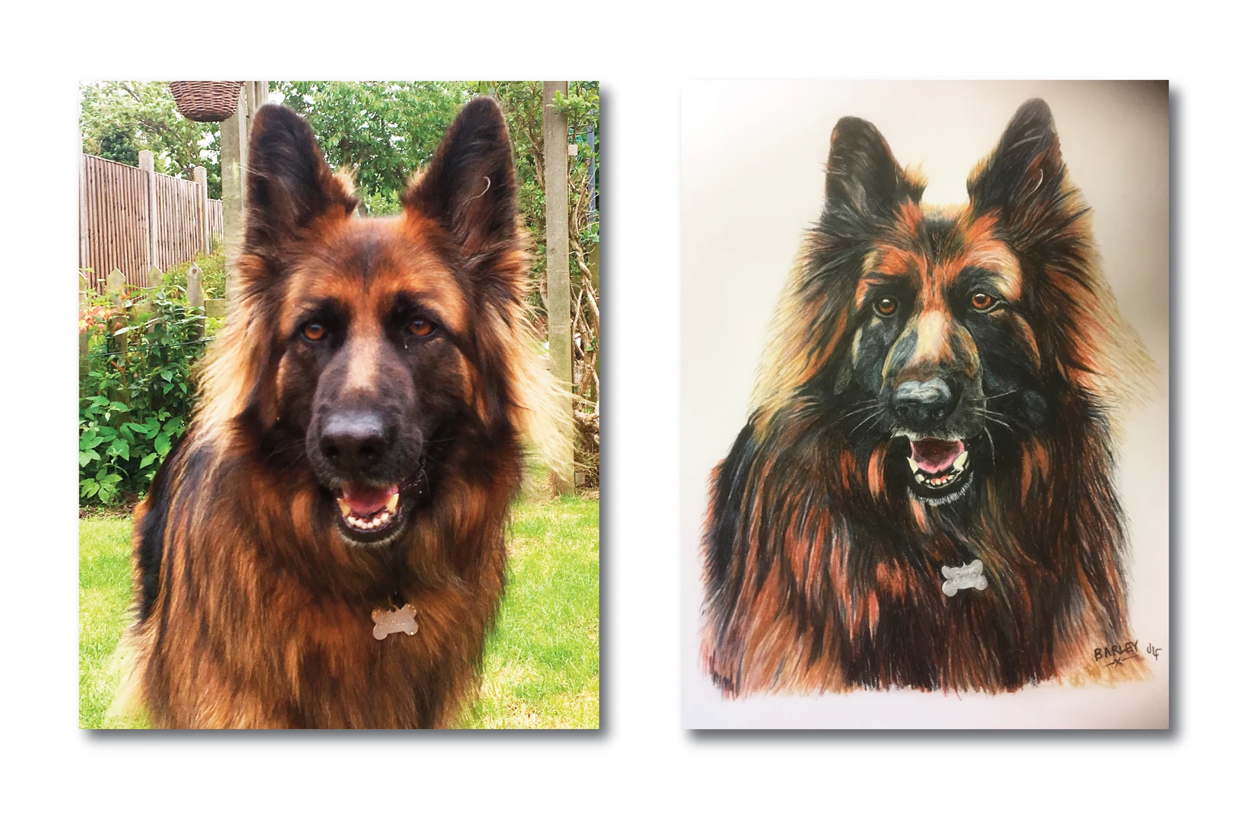 Pet portrait gallery image for Barley by Jamie Lee Francis