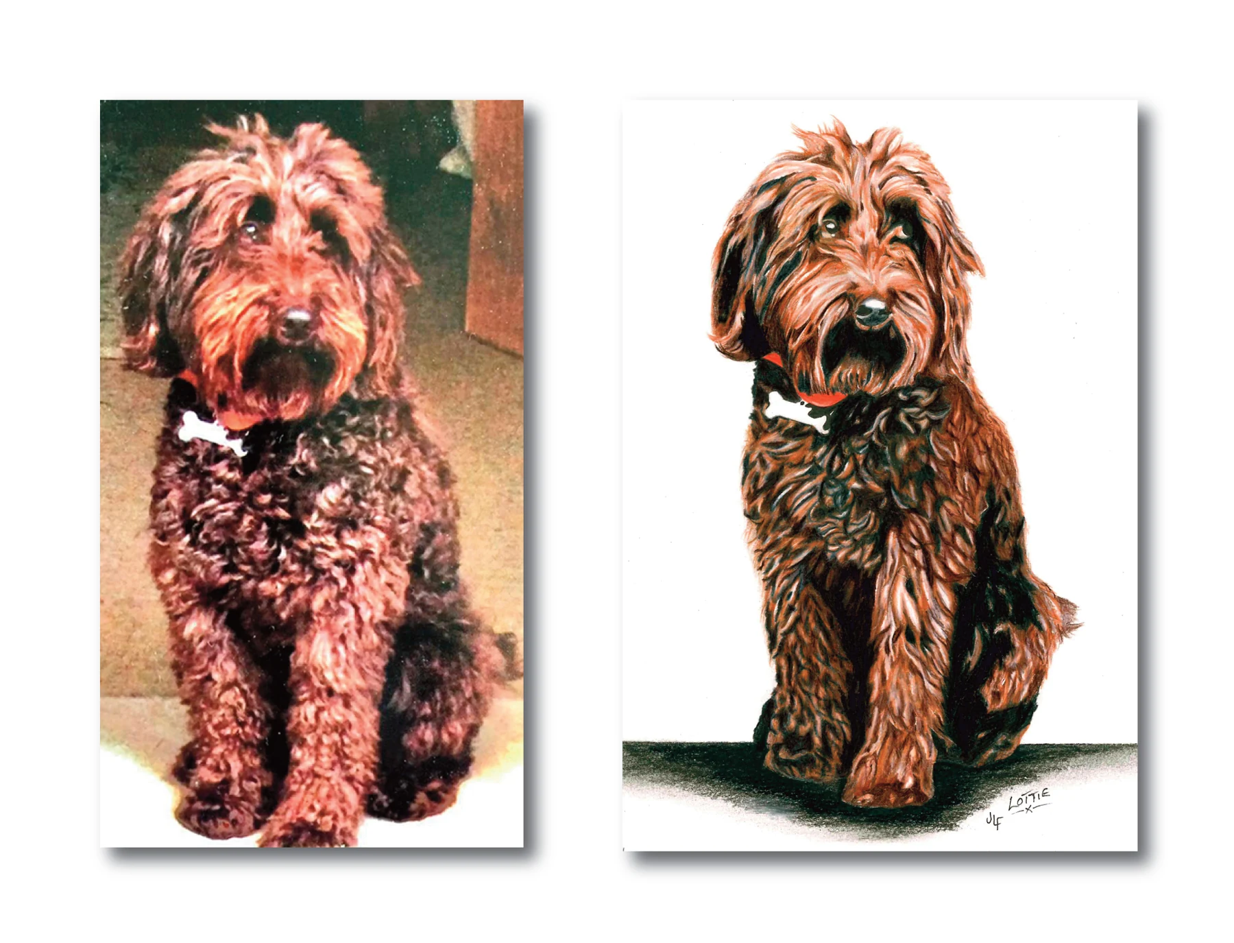 Pet portrait gallery image for Lottie by Jamie Lee Francis