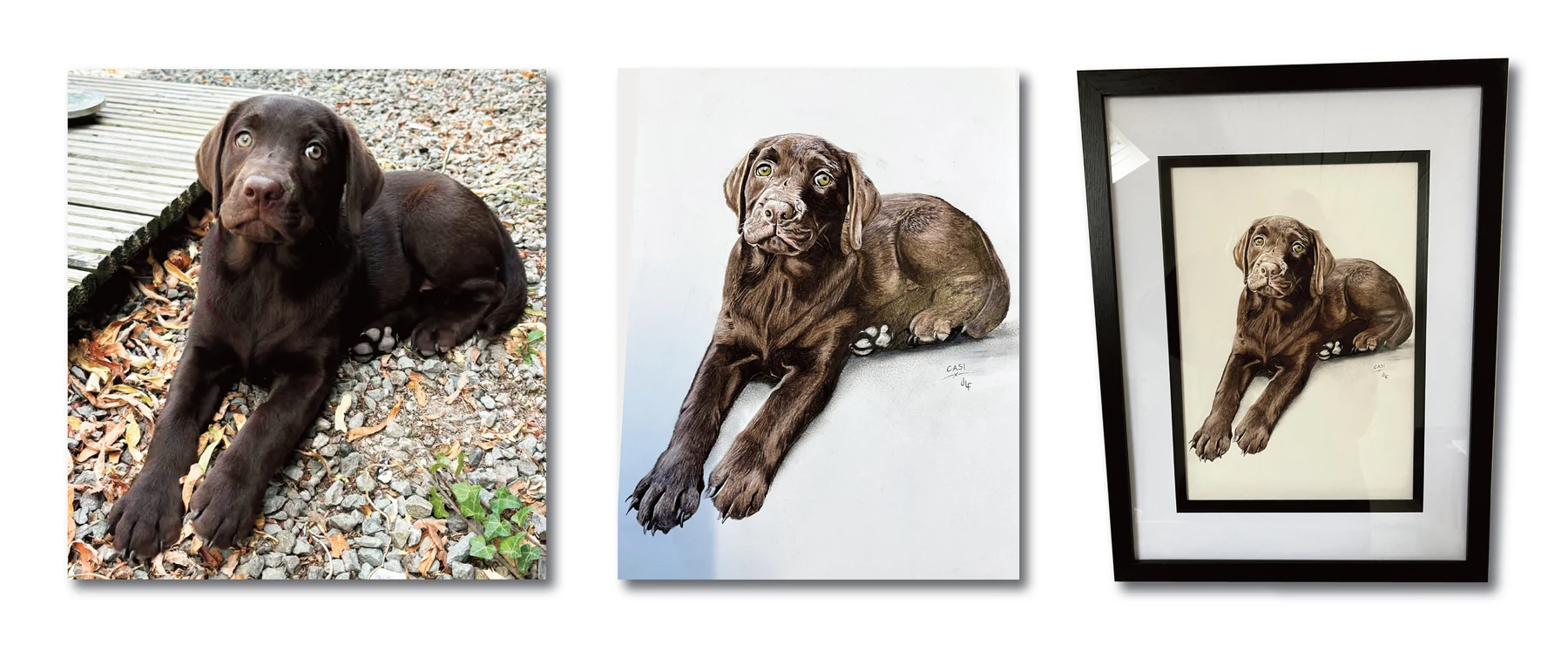 Pet portrait gallery image for Casi by Jamie Lee Francis