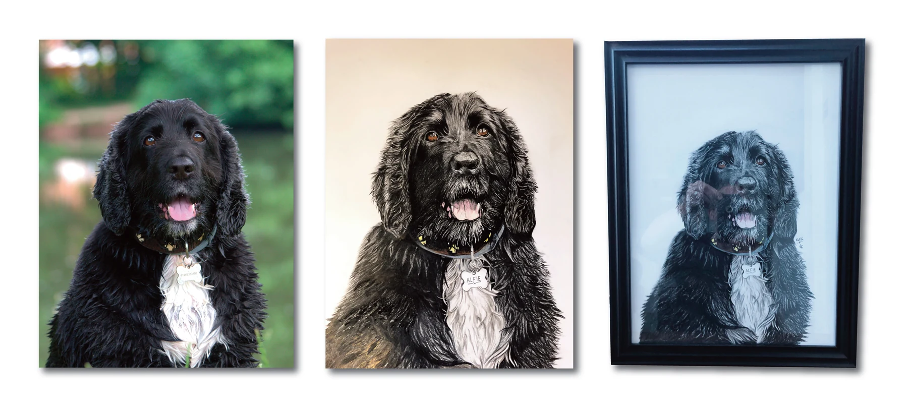 Pet portrait gallery image for Alfie by Jamie Lee Francis
