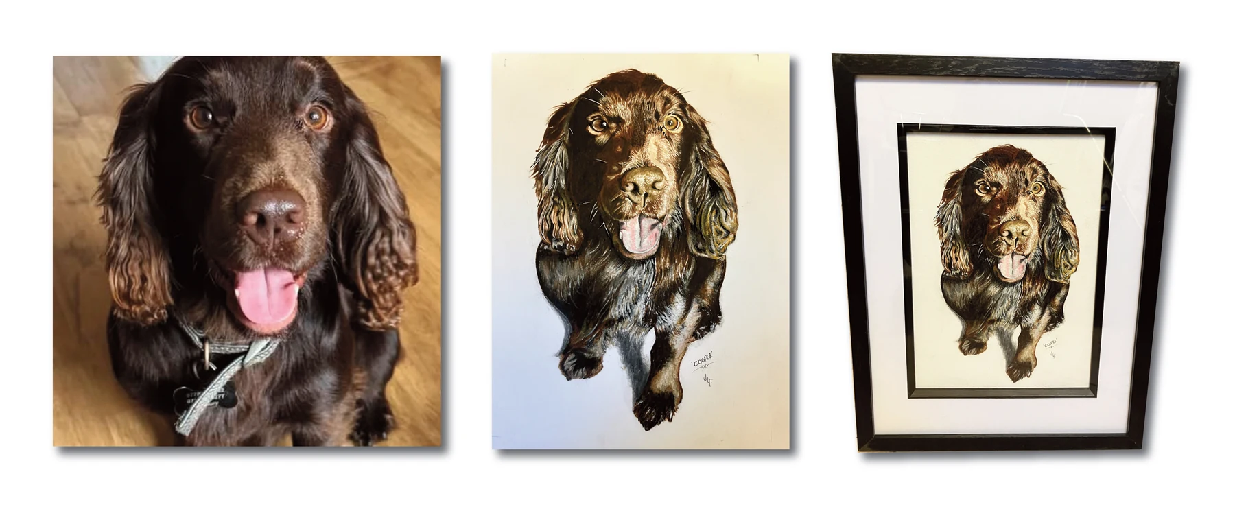 Pet portrait gallery image for Cooper by Jamie Lee Francis