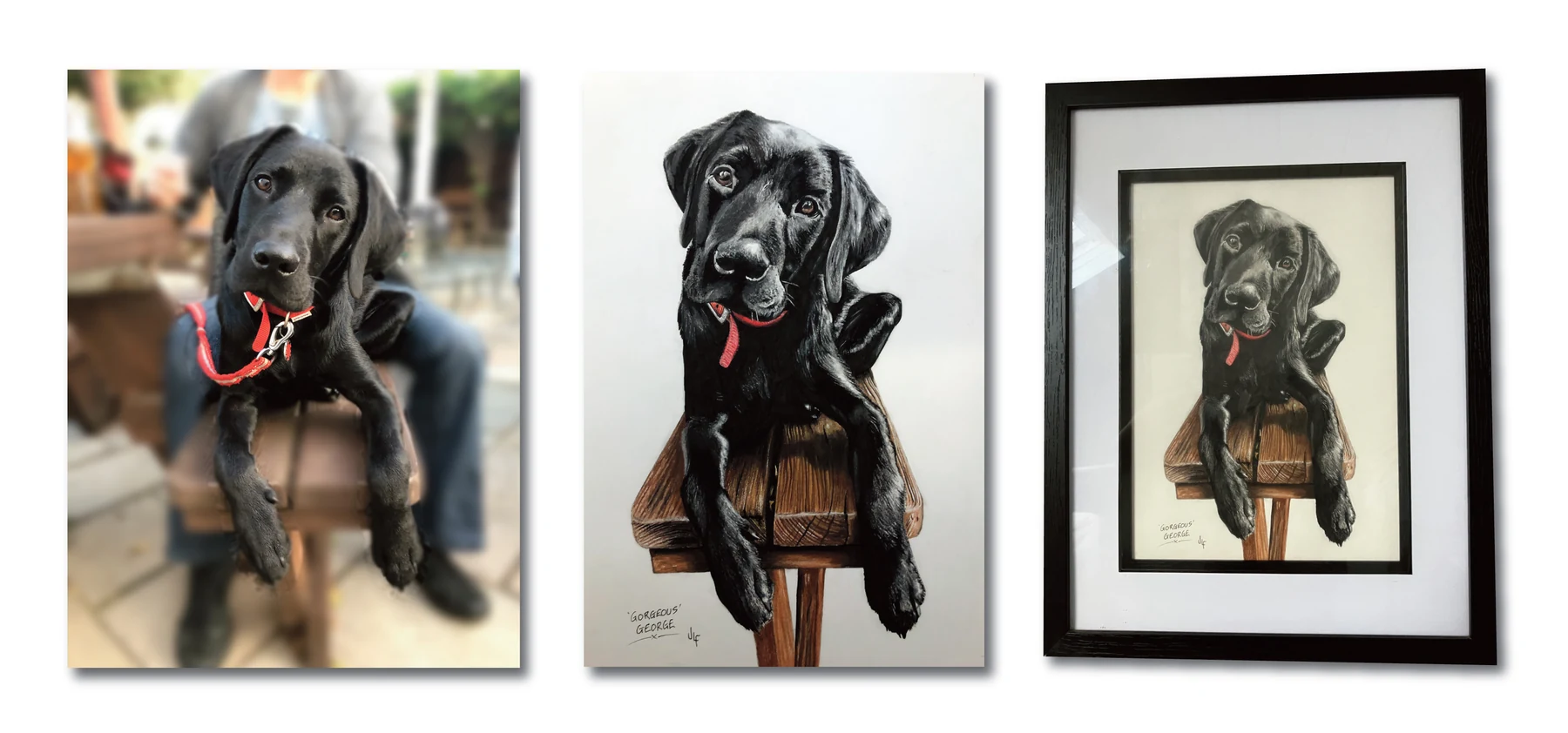 Pet portrait gallery image for Gorgeous George by Jamie Lee Francis