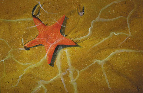 Starfish oil painting by Jamie Lee Francis