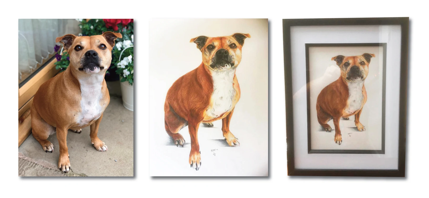 Pet portrait gallery image for Remi by Jamie Lee Francis