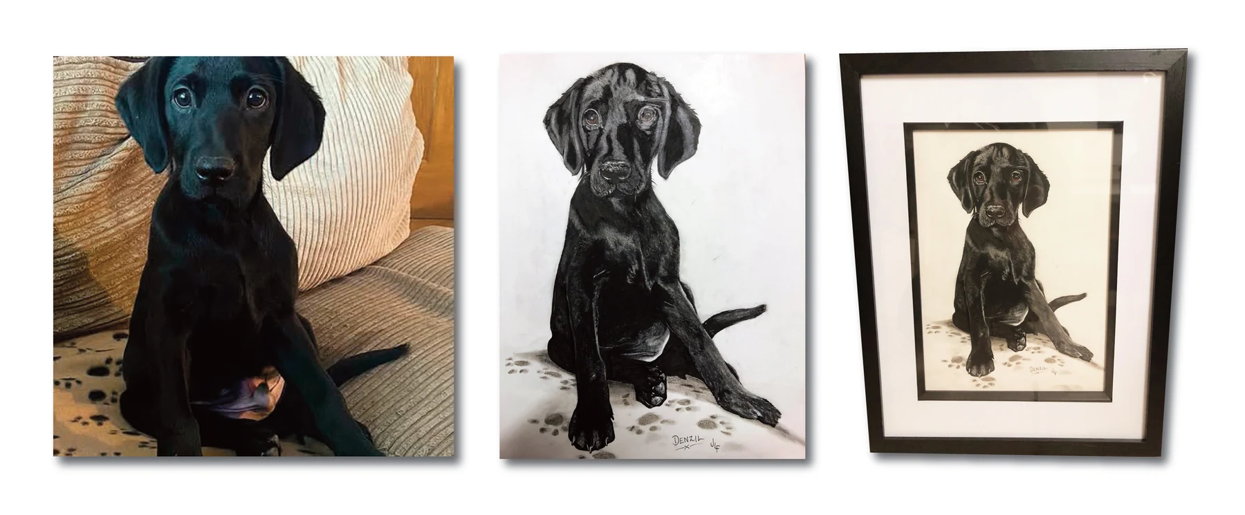 Pet portrait gallery image for Denzil by Jamie Lee Francis