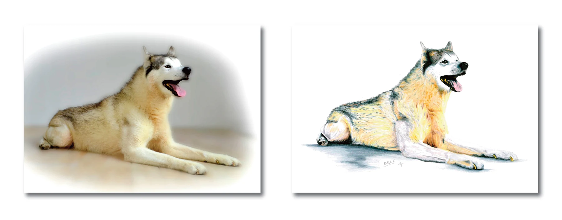 Pet portrait gallery image for Bez by Jamie Lee Francis
